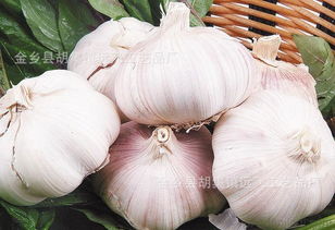 從金鄉(xiāng)大蒜到農(nóng)副產(chǎn)品銷售 洞悉產(chǎn)業(yè)格局與市場(chǎng)趨勢(shì)